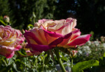 Rose "Love and Peace" Hybrid Tea Flower