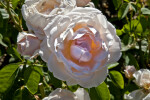 Rose 'Tamora' Flower Close-Up
