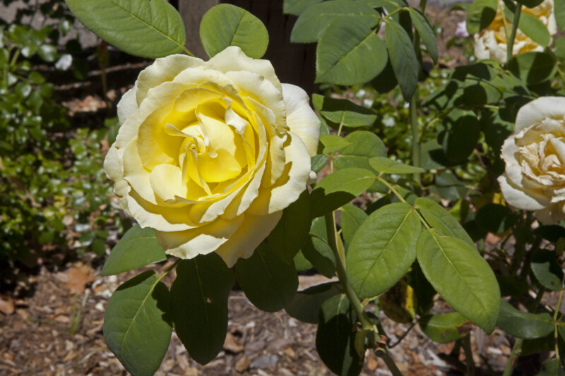 Rose with a Yellow Flower