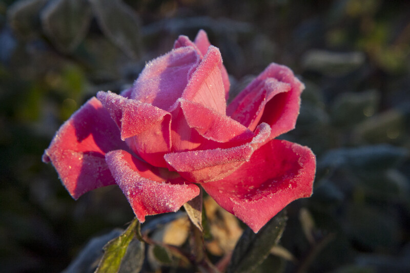 Rose with Light Frost on its Petals and Sepals