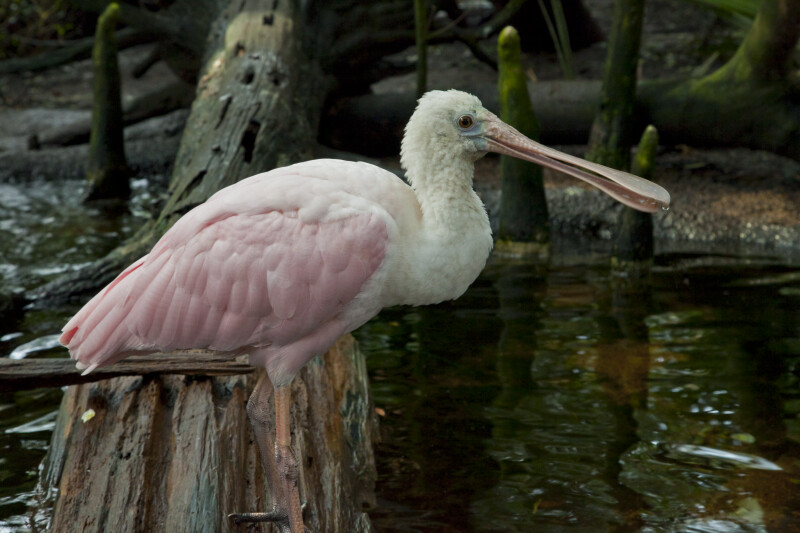 Roseate Spoonbill Resting on a Log