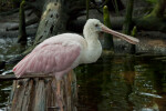 Roseate Spoonbill Resting on a Log