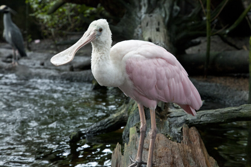 Roseate Spoonbill Standing on a Log
