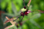 Roselle Blossom