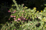 Rosemary Grevillea