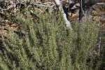 Rosemary Growing Near a Tree at the San Antonio Botanical Garden