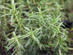 Rosemary Plant Close-Up