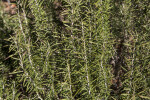 Rosemary Stalks Close-Up