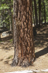 Rough, Reddish-Brown Tree Bark
