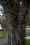 Rough Tree Bark