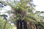 Rough Tree Fern