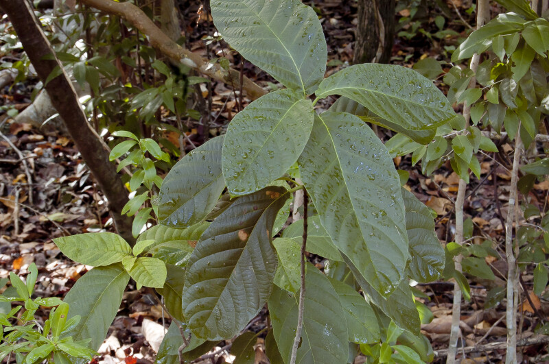 Rough Velvetseed (Guettarda scabra) Leaves