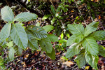 Rough Velvetseed (Guettarda scabra) Plants