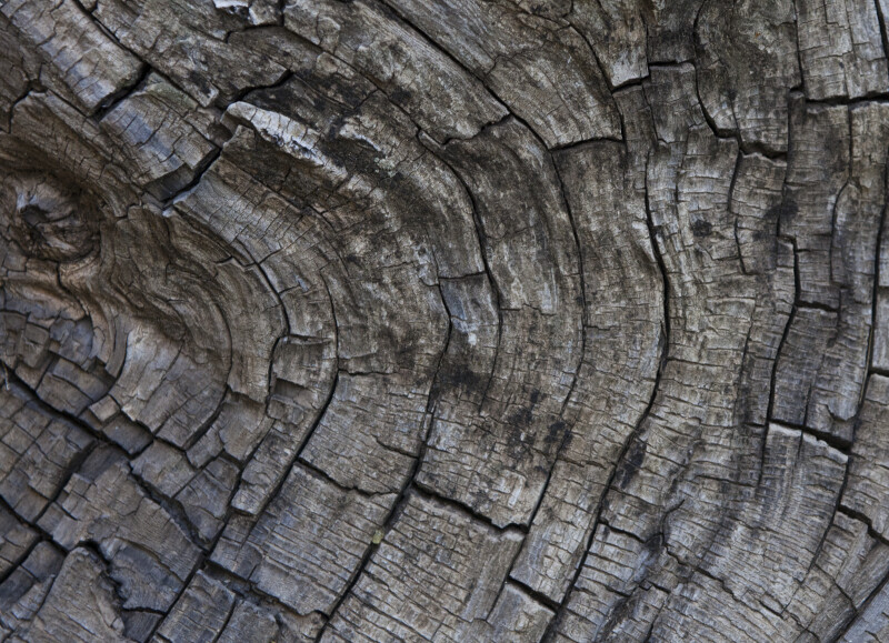 Rough Wood with Curved Grain