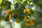 Roughbark Lignum-Vitae Fruit