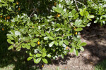 Roughbark Lignum-Vitae Leaves