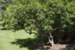 Roughbark Lignum-Vitae Tree