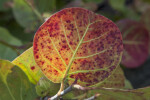 Round-Leaf of Sea Grape Plant