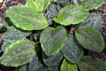 Round, Lined Green Kaempferia angustifolia Leaves