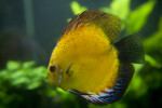 Yellow Discus Fish with Some White, Red, and Blue Coloring