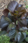 Rounded and Crinkled Copper Plant Leaves