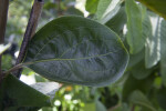 Rounded Fuyu Persimmon Leaf