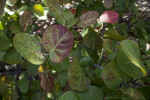 Rounded, Reddish-Green Leaves of a Sea Grape Plant