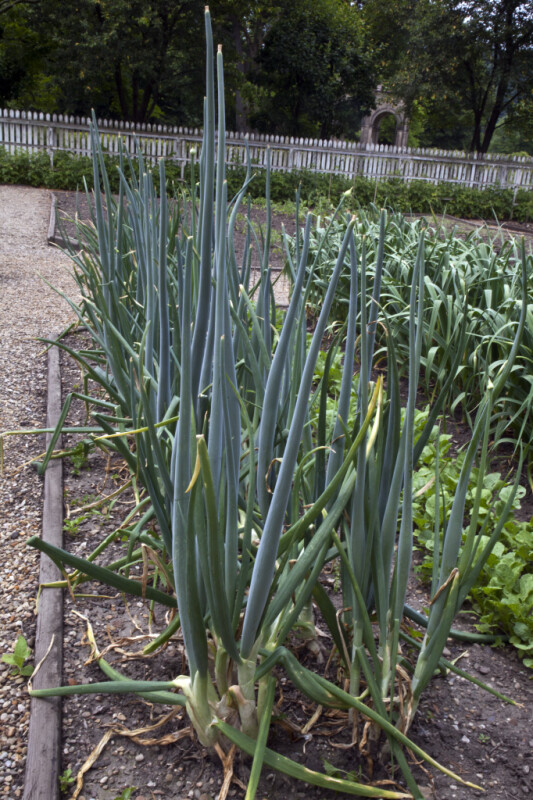 Row of Onion Plants