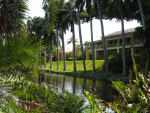 Row of Palm Trees