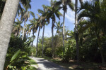 Row of Palms Along Footpath