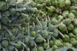 Rows of Brussel Sprouts at the Monroeville Farmers' Market