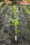 Rows of Corn