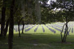 Rows of Graves
