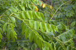 Rows of Leaves