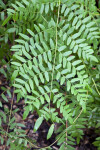 Royal Fern Branch