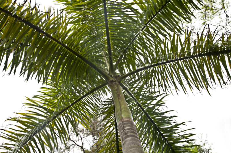 Royal Palm Branches