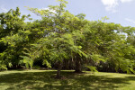 Royal Poinciana