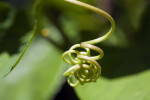 "Ruby Glow" Plant