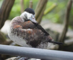 Ruddy Duck Standing