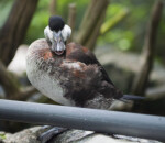 Ruddy Duck