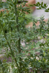 Rue Stem and Leaves