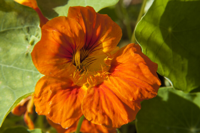 Ruffled Flower with Deep Orange and Yellow Colors