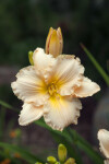 "Ruffled Parchment" Daylily in Denver, Colorado