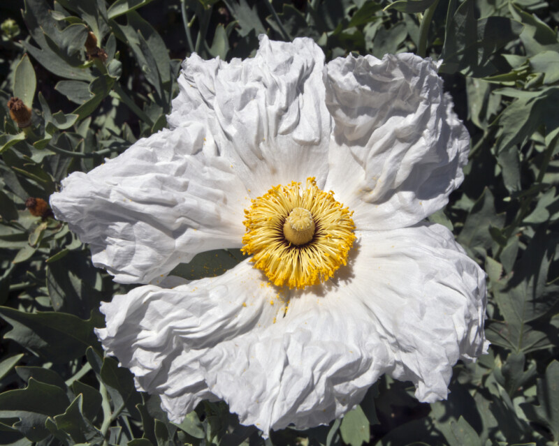 Ruffled, White Papaver Flower