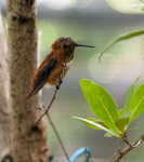 Rufous Hummingbird