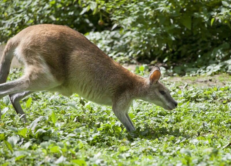 Running Agile Wallaby