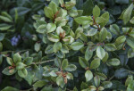 Rusty Lyonia Plant