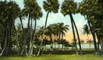 Sabal Palms in Florida