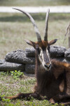 Sable Antelope