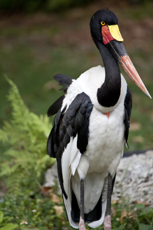 Saddle-Billed Stork at Zoo